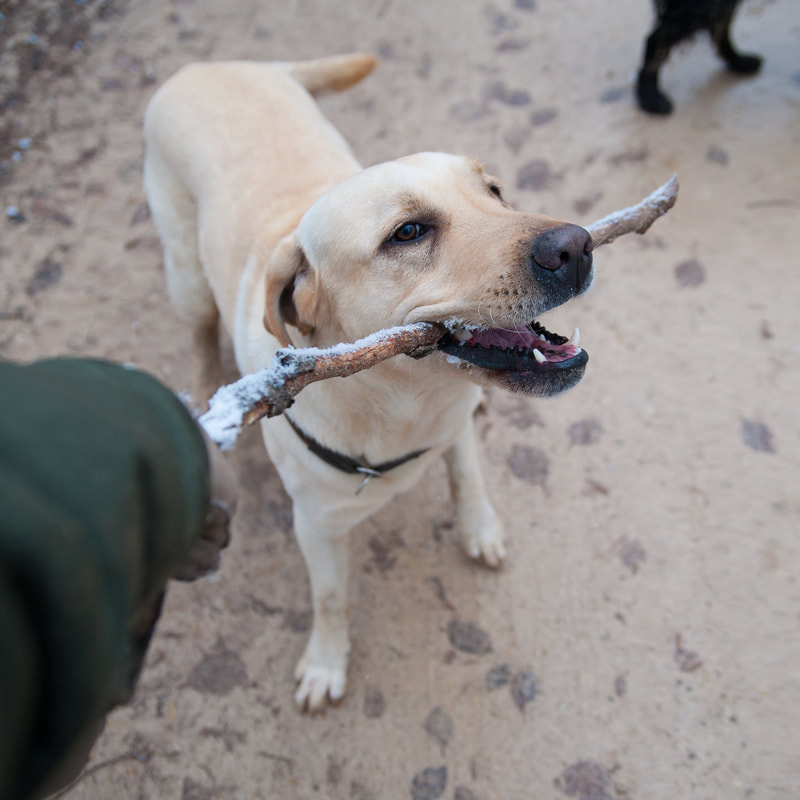 dog behavior, i speak dog, dog holding a stick